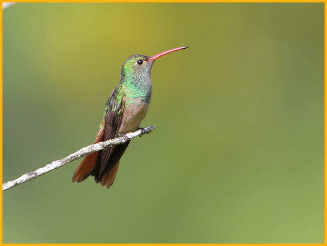 Buff-bellied Hummingbird