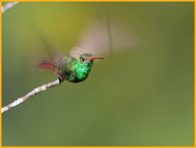 Buff-bellied Hummingbird