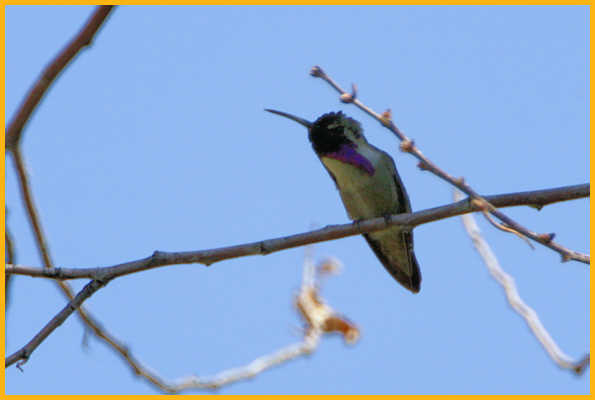 Costa's Hummingbird