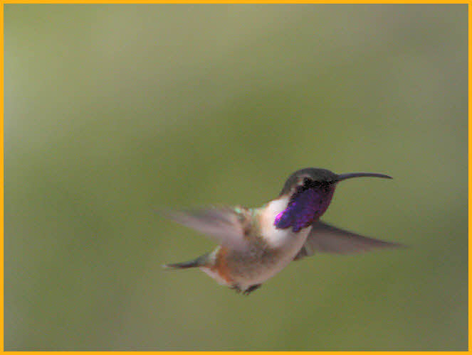 Lucifer Hummingbird