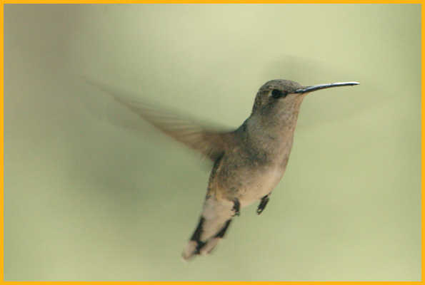 Female <BR>Magnificent Hummingbird