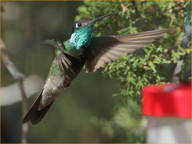 Magnificent Hummingbird