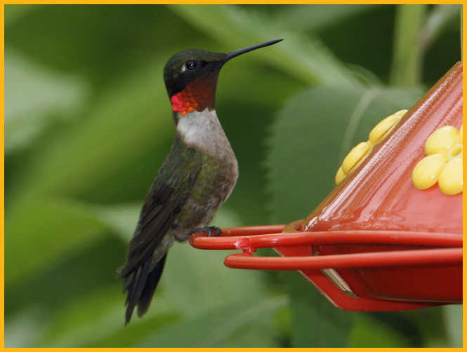 Ruby-throated Hummingbird
