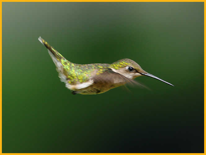Juvenile <BR>Ruby-throated Hummingbird