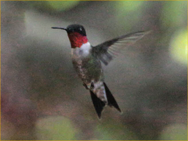 Ruby-throated Hummingbird