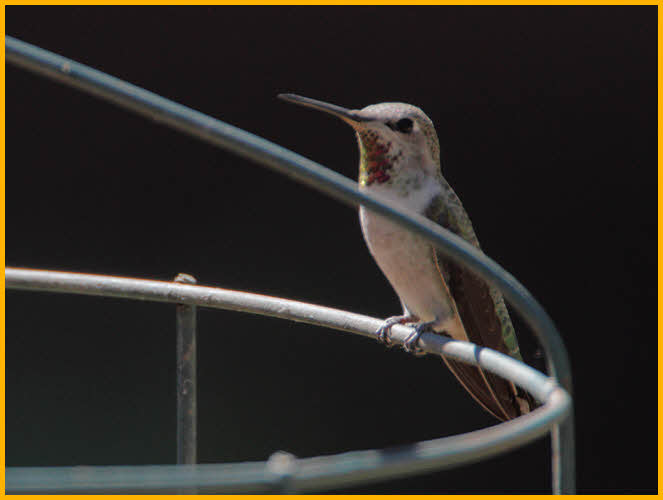 Female<BR>Rufous Hummingbird