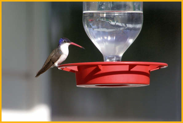 Violet-crowned Hummingbird
