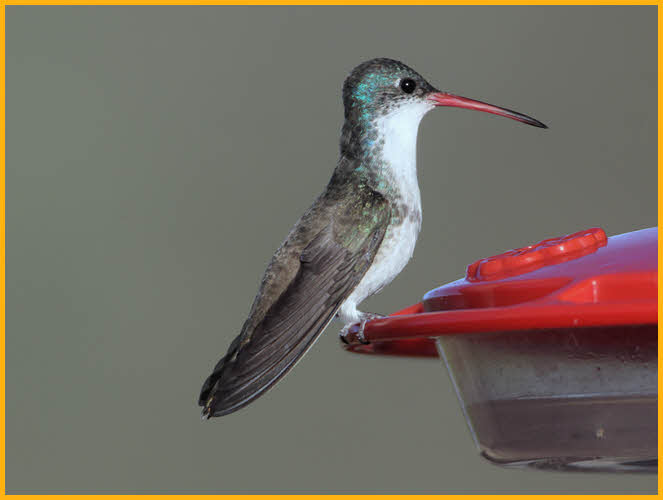 Female<BR>Violet-crowned Humming