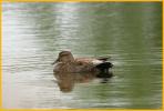 Nonbreeding Gadwall