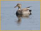 Gadwall