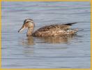 Female Gadwall