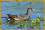 Juvenile Common Gallinule