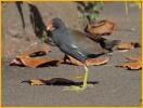 Hawaiian<BR>Common Gallinule