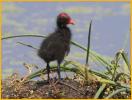 Common Gallinule Chick