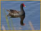 Common Gallinule