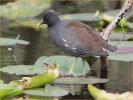 Nonbreeding<BR>Common Gallinule