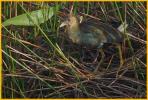 Juvenile Purple Gallinule