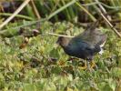 First Spring<BR>Purple Gallinule