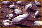 Northern Gannet