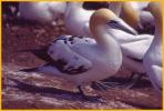 Third Year <BR>Northern Gannet