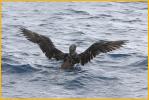 Juvenile<BR>Northern Gannet