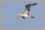 Third Year<BR>Northern Gannet