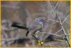 Female <BR>Black-tailed Gnatcatcher