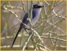 Black-tailed Gnatcatcher