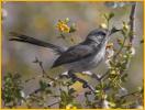 Western<BR>Blue-gray Gnatcatcher