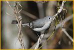 Eastern<BR>Blue-gray Gnatcatcher