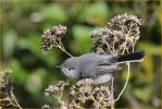 Nonbreeding Eastern<BR>Blue-gray Gnatcatcher
