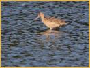 Juvenile<BR>Marbled Godwit