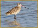 Marbled Godwit