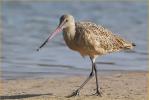 Nonbreeding<BR>Marbled Godwit