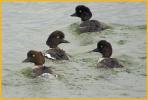 Nonbreeding <BR>Barrow's Goldeneye