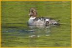 Female <BR>Barrow's Goldeneye