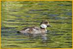 Barrow's Goldeneye<BR> Duckling