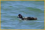 Barrow's Goldeneye
