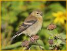 Nonbreeding Female<BR>American Goldfinch