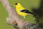 American Goldfinch