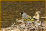 Lawrence's Goldfinch