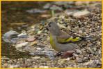 Female <BR>Lawrence's Goldfinch