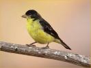 Texas<BR>Lesser Goldfinch