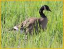 Lesser<BR>Canada Goose