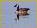 Lesser<BR>Canada Goose