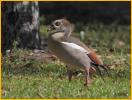 Egyptian Goose