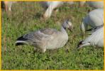 Juvenile Greater<BR> Snow Goose