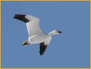 Greater Snow Goose