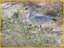 Juvenile Lesser<BR>Snow Goose