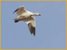 Juvenile Greater<BR>Snow Goose